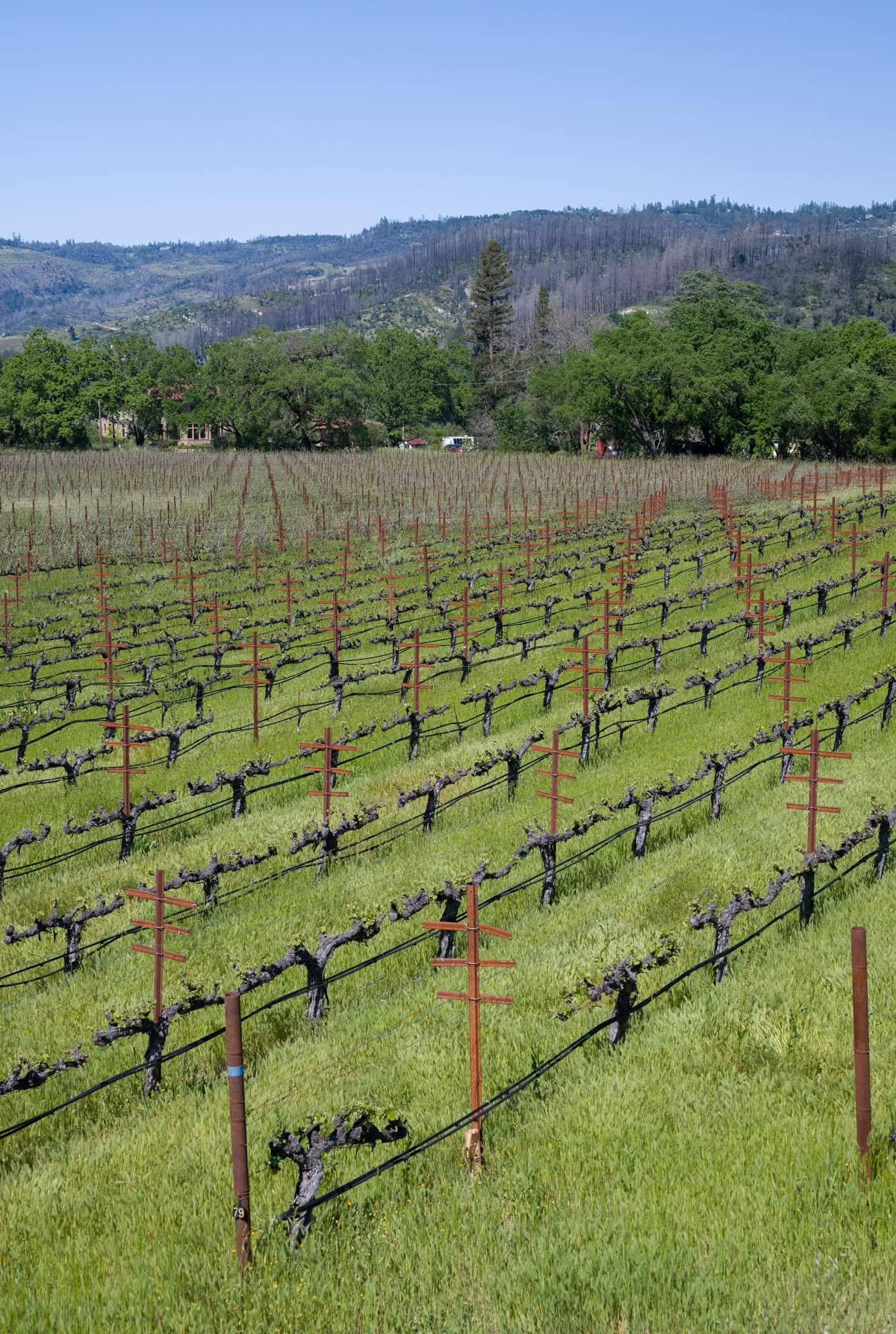 vineyard in napa valley taken during our napa valley itinerary discussed in this blog