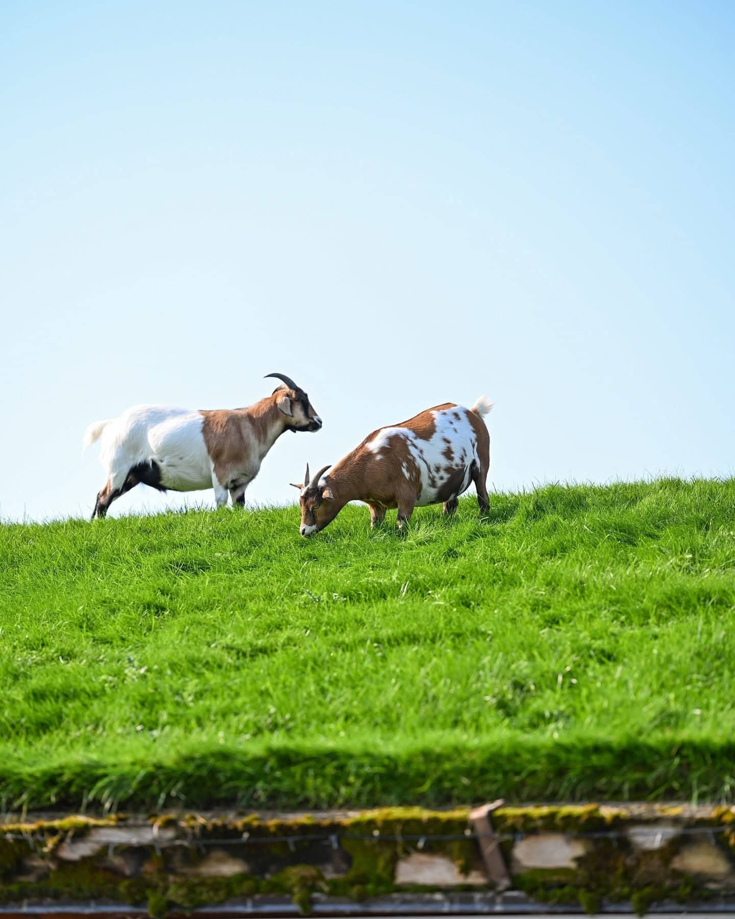 goats on the roof at al johnson's in sister bay door county
