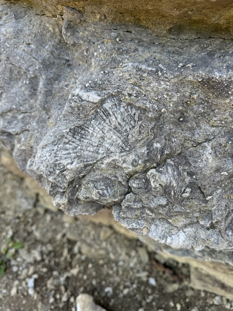 fossil formation in rock in Devonian Fossil Gorge