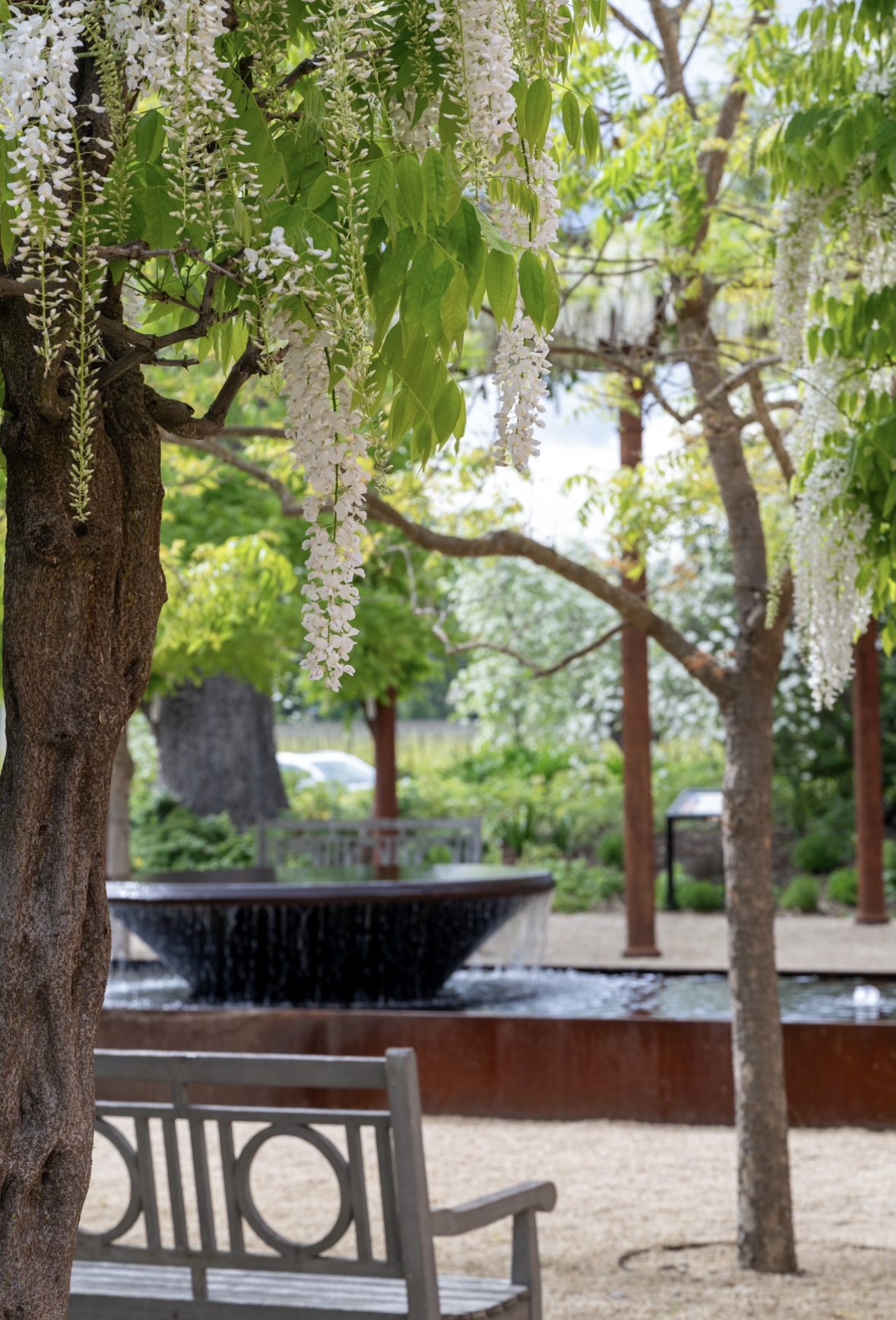 trefethen entrance with blooming wisteria and water fountains
