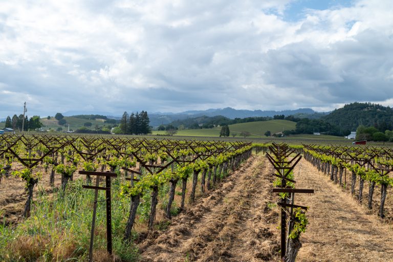 photo in vineyard in napa valley
