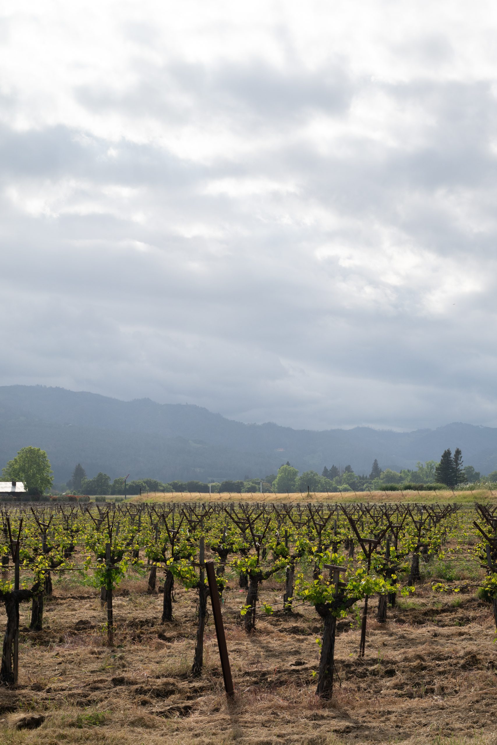 vineyard at frog's leap in napa valley