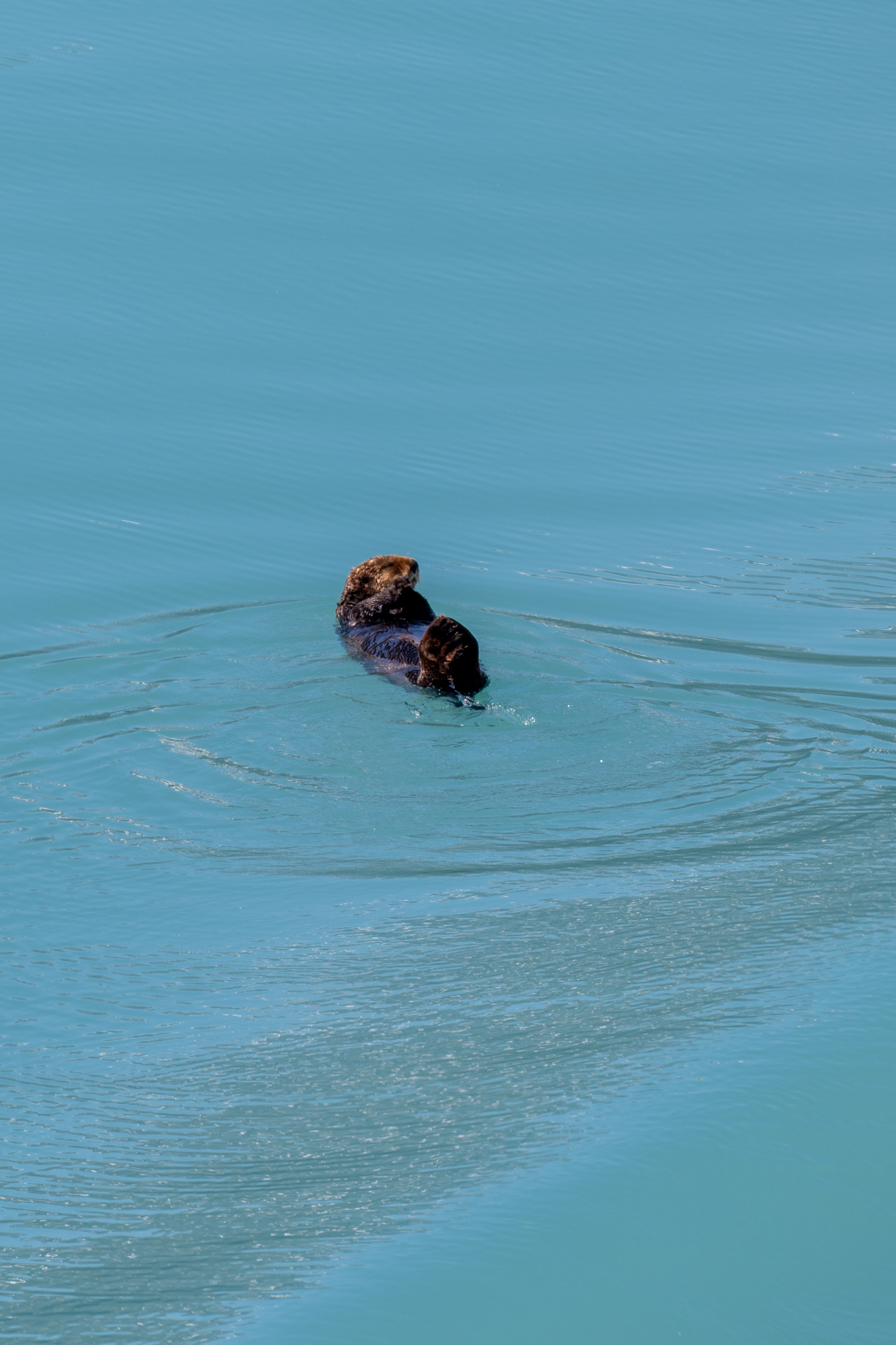 sea otter in glacier bay national park on our royal princess alaska cruise
