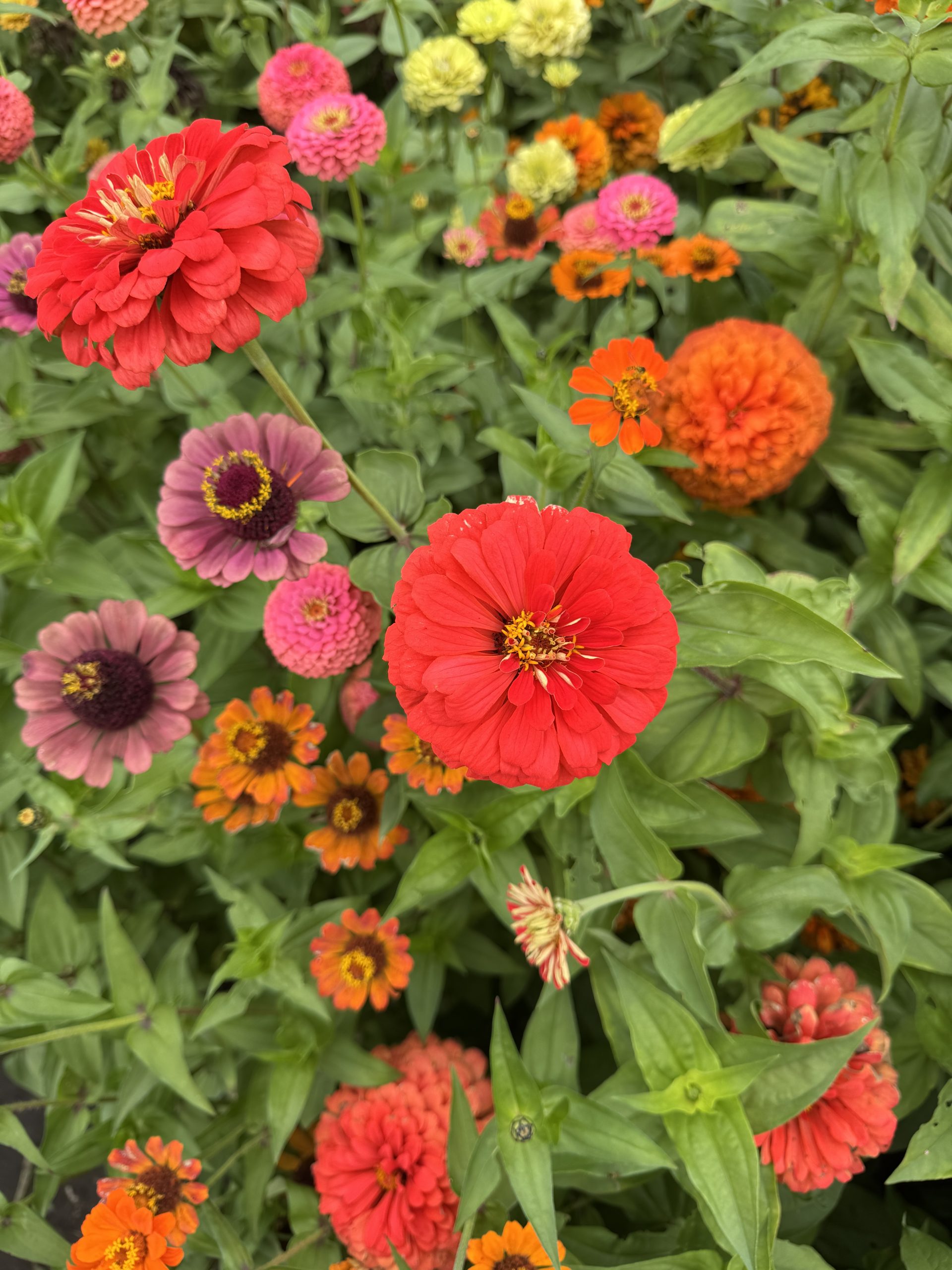 Zinnia's close up showing reds, pinks, orange, and yellow hues.