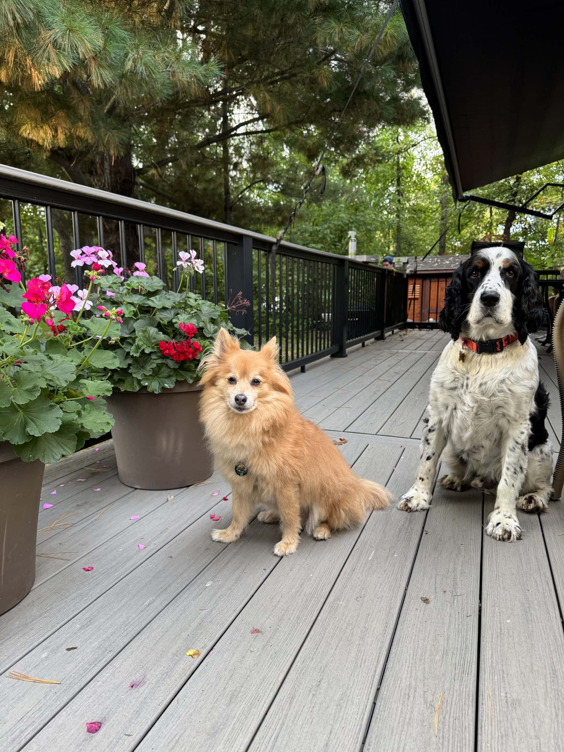 Pomeranian and a Springer hanging out on campground deck in Walker, MN